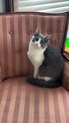 Lost Female Cat last seen Lillie and Liberty, Elgin, IL 60120