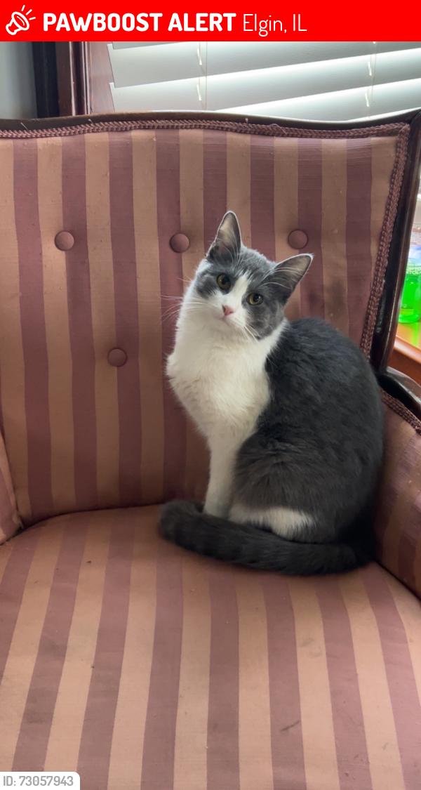 Lost Female Cat last seen Lillie and Liberty, Elgin, IL 60120
