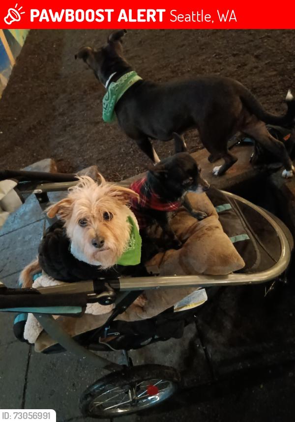 Lost Male Dog last seen 3rd and bell dogpark, Seattle, WA 98104