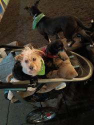 Lost Male Dog last seen 3rd and bell dogpark, Seattle, WA 98104