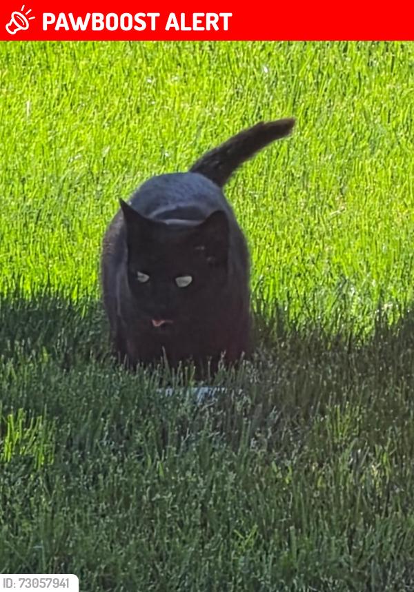 Lost Female Cat last seen Roosevelt Street, Freehold Township, NJ 07728