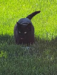 Lost Female Cat last seen Roosevelt Street, Freehold Township, NJ 07728