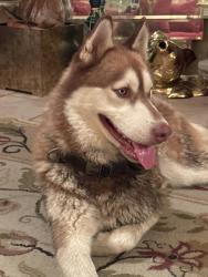 Found/Stray Male Dog last seen Airline hwy and Jefferson hwy, Baton Rouge, LA 70809