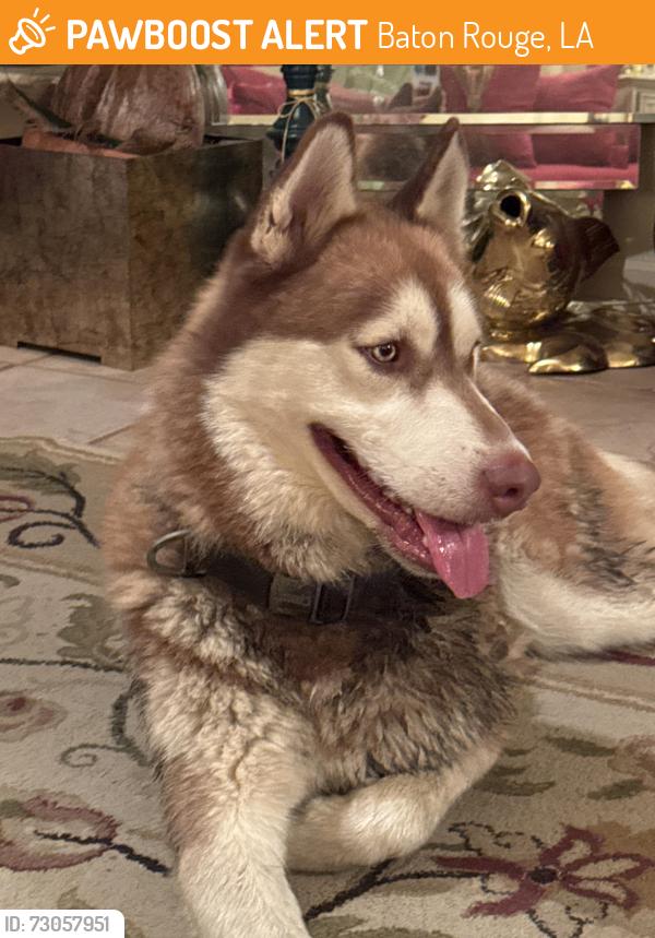 Found/Stray Male Dog last seen Airline hwy and Jefferson hwy, Baton Rouge, LA 70809
