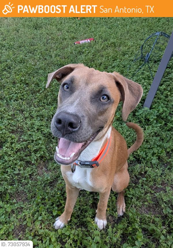 Found/Stray Female Dog last seen Callen Glen St, San Antonio, TX 78233