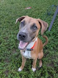Found/Stray Female Dog last seen Callen Glen St, San Antonio, TX 78233
