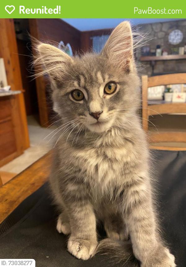Reunited Male Cat last seen Deep River Rd. & Womack Rd., Sanford, NC, Sanford, NC 27330