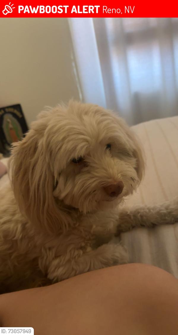 Lost Male Dog last seen somersett parkway and mae anne ave crossing, Reno, NV 89523