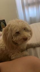 Lost Male Dog last seen somersett parkway and mae anne ave crossing, Reno, NV 89523