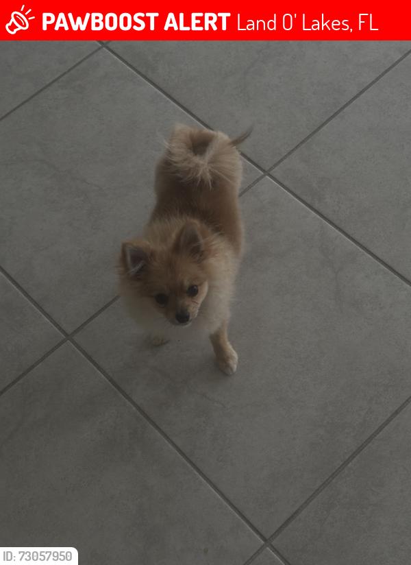 Lost Male Dog last seen cypress preserve Land o Lakes fl Gliding Eagle way, Falling Pine Needle Ln , and Hawks Landing Drive, Land O' Lakes, FL 34638