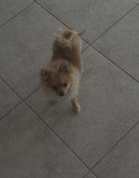 Lost Male Dog last seen cypress preserve Land o Lakes fl Gliding Eagle way, Falling Pine Needle Ln , and Hawks Landing Drive, Land O' Lakes, FL 34638