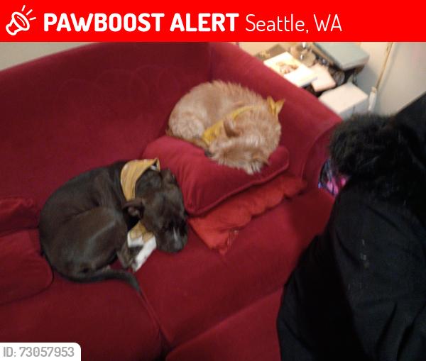Lost Female Dog last seen 3rd and bell dogpark, Seattle, WA 98121