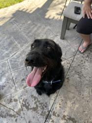 Found/Stray Male Dog last seen Lakeshore , Discovery Bay, CA 94505