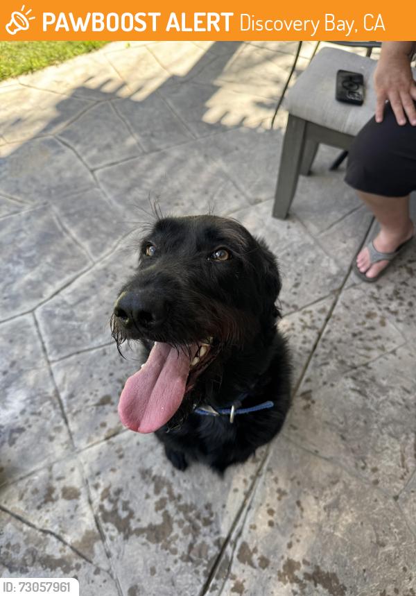 Found/Stray Male Dog last seen Lakeshore , Discovery Bay, CA 94505