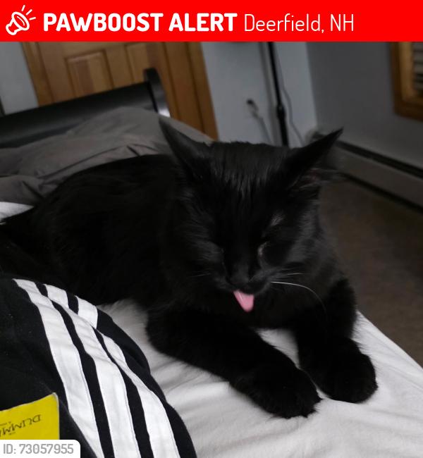 Lost Male Cat last seen South rd, Deerfield, NH 03037