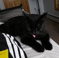Lost Male Cat last seen South rd, Deerfield, NH 03037