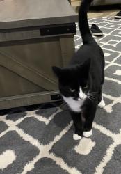 Lost Female Cat last seen 15th and Dobbs, Harrah, OK 73045