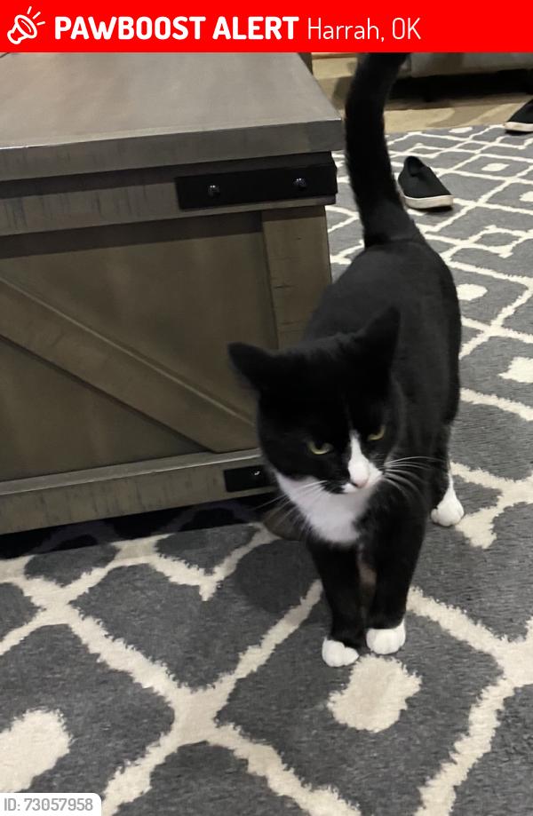 Lost Female Cat last seen 15th and Dobbs, Harrah, OK 73045