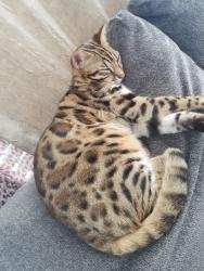 Lost Male Cat last seen Near fawn fairway kellyville ok 74039, Kellyville, OK 74039