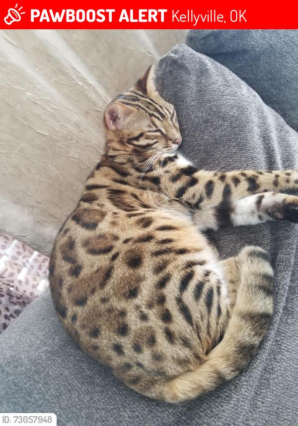 Lost Male Cat last seen Near fawn fairway kellyville ok 74039, Kellyville, OK 74039