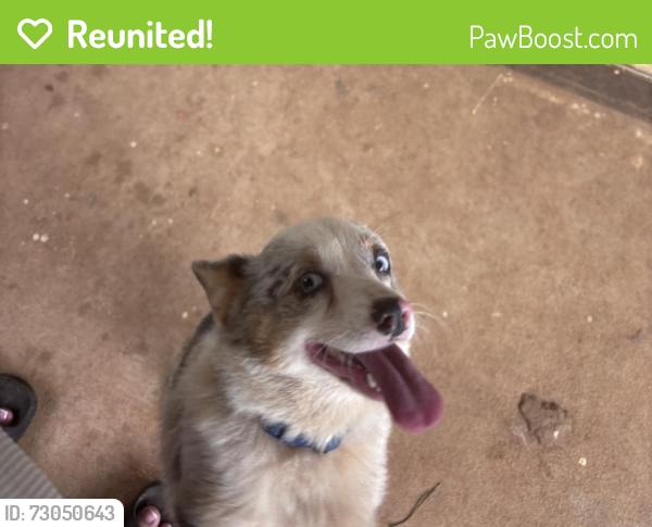 Reunited Male Dog last seen Lavista cir, Tucker, GA 30084