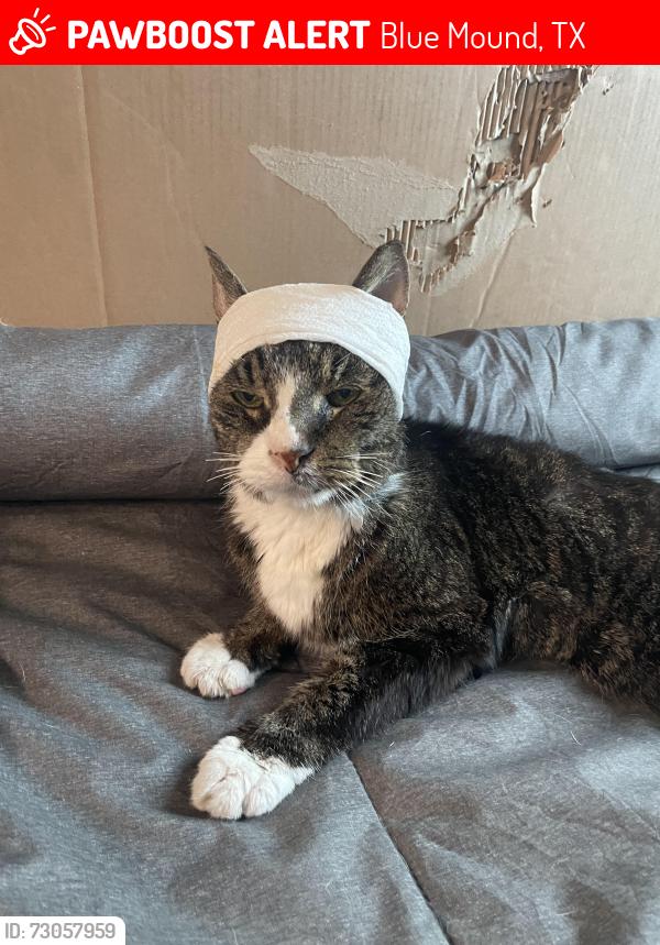 Lost Male Cat last seen Waggoman Road, Blue Mound, TX 76131