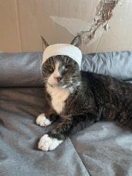 Lost Male Cat last seen Waggoman Road, Blue Mound, TX 76131