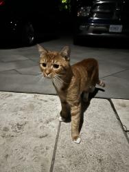 Found/Stray Male Cat last seen Fennell avenue and Garth street. West mountain, Hamilton, ON L9C 1C5