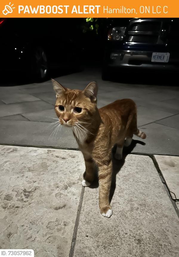 Found/Stray Male Cat last seen Fennell avenue and Garth street. West mountain, Hamilton, ON L9C 1C5