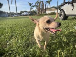 Found/Stray Male Dog last seen tumblin king, Fort Pierce, FL 34982