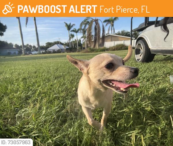 Found/Stray Male Dog last seen tumblin king, Fort Pierce, FL 34982