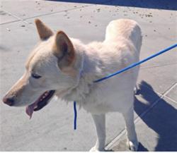 Shelter Stray Male Dog last seen , 4275 Elton St, Baldwin Park, CA 91706, USA