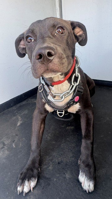 Shelter Stray Male Dog last seen Near BLK E 21ST ST, BAKERSFIELD, CA, 201 S Mt Vernon Ave, Bakersfield, CA 93307, USA