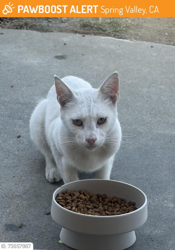 Found/Stray Unknown Cat last seen Lamar and vista dr, Spring Valley, CA 91977