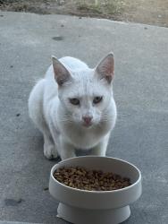 Found/Stray Unknown Cat last seen Lamar and vista dr, Spring Valley, CA 91977