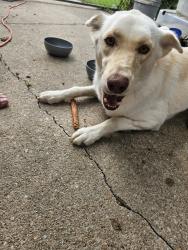 Found/Stray Female Dog last seen 31st s and hiram, Wichita, KS 67217