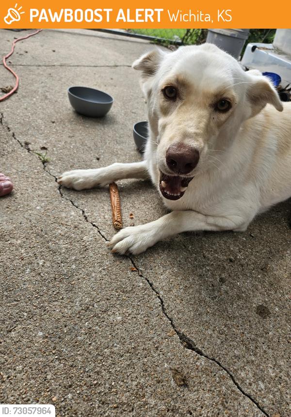 Found/Stray Female Dog last seen 31st s and hiram, Wichita, KS 67217