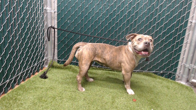 Shelter Stray Female Dog last seen , 11258 Garfield Ave, Downey, CA 90242, USA