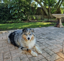 Reunited Male Dog last seen Near Hilltop Ave, Clearwater, FL, 33755, Clearwater, FL 33755