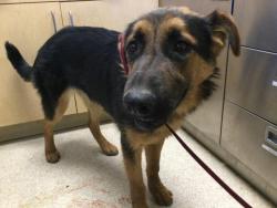 Shelter Stray Female Dog last seen Near BLOCK NANDINA AVE, PERRIS, CA, 6851 Van Buren Boulevard, Jurupa Valley, CA 92509, USA