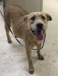 Shelter Stray Female Dog last seen Near BLOCK CAMINO REAL, JURUPA VALLEY, CA, 6851 Van Buren Boulevard, Jurupa Valley, CA 92509, USA