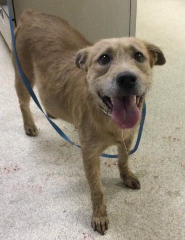 Shelter Stray Female Dog last seen Near BLOCK CAMINO REAL, JURUPA VALLEY, CA, 6851 Van Buren Boulevard, Jurupa Valley, CA 92509, USA