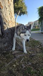 Found/Stray Male Dog last seen Elm St & Beechwood Ave, Lynwood, CA 90262