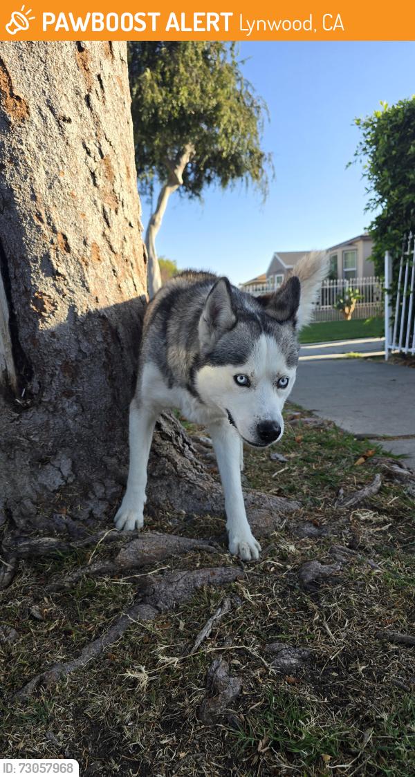 Found/Stray Male Dog last seen Elm St & Beechwood Ave, Lynwood, CA 90262