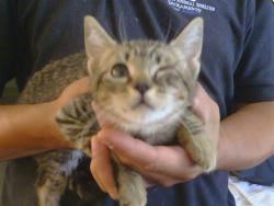 Shelter Stray Male Cat last seen GOLDEN GATE AVE/MOUNTAIN AVE, 95662, 3839 Bradshaw Rd, Sacramento, CA 95827, USA