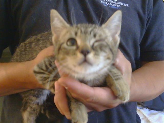 Shelter Stray Male Cat last seen GOLDEN GATE AVE/MOUNTAIN AVE, 95662, 3839 Bradshaw Rd, Sacramento, CA 95827, USA