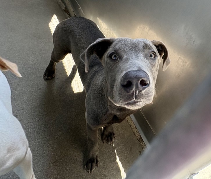 Shelter Stray Male Dog last seen LA CADENA AND RANCHO, 333 Chandler Pl, San Bernardino, CA 92408, USA