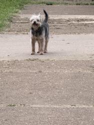 Found/Stray Unknown Dog last seen Yates and Ackerman Cove, Bartlett, TN 38134