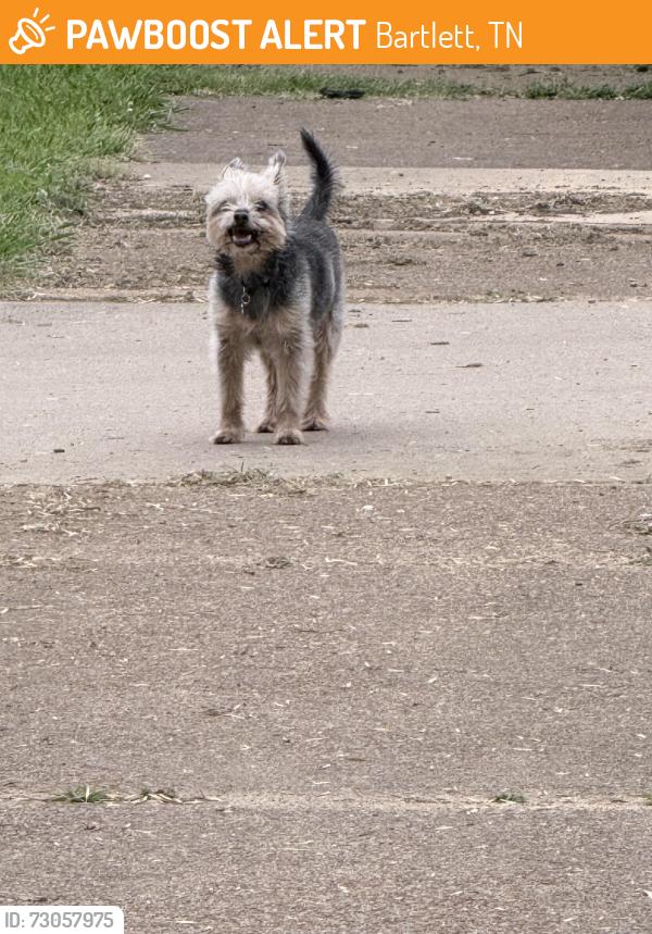 Found/Stray Unknown Dog last seen Yates and Ackerman Cove, Bartlett, TN 38134