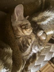 Lost Female Cat last seen Mercer, San Diego, CA 92122